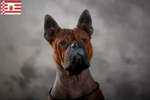 Lire la suite à propos de l’article Éleveurs de chiens chinois Chongqing et chiots à Brême