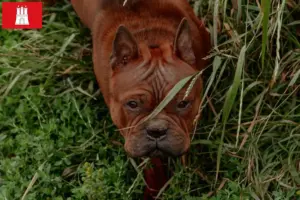 Lire la suite à propos de l’article Éleveurs de chiens chinois Chongqing et chiots à Hambourg