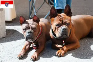 Lire la suite à propos de l’article Chinois Chongqing Dog éleveurs et chiots en Hesse
