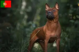 Lire la suite à propos de l’article Éleveurs de chiens chinois de Chongqing