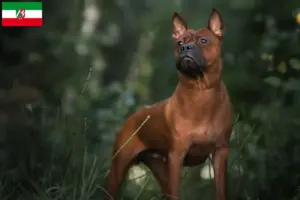 Lire la suite à propos de l’article Chinois Chongqing Dog éleveurs et chiots en Rhénanie du Nord-Westphalie