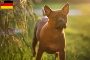 Lire la suite à propos de l’article Éleveurs de chiens chinois de Chongqing et chiots en Sarre