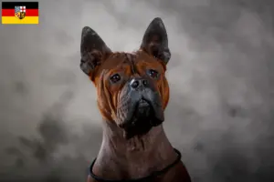 Lire la suite à propos de l’article Chinois Chongqing Dog éleveurs et chiots en Saxe