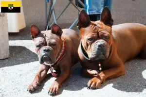 Lire la suite à propos de l’article Chinois Chongqing Dog éleveurs et chiots en Saxe-Anhalt