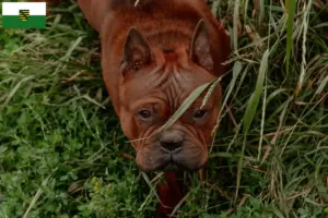 Lire la suite à propos de l’article Chinois Chongqing Dog éleveurs et chiots en Saxe-Anhalt