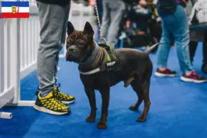 Lire la suite à propos de l’article Chinois Chongqing Dog éleveurs et chiots en Thuringe