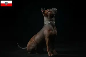 Lire la suite à propos de l’article Éleveurs de chiens chinois Chongqing et chiots au Portugal