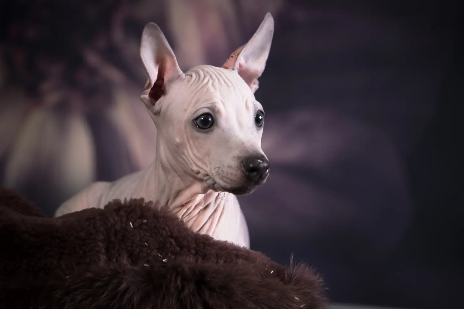 Acheter un chiot American Hairless Terrier, c'est prendre ses responsabilités ! Acheter un chiot American Hairless Terrier.