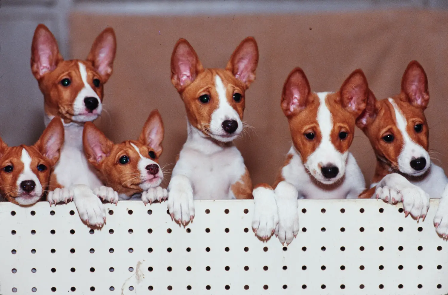 Acheter un chiot Basenji, c'est prendre ses responsabilités ! Acheter des chiots Basenji.