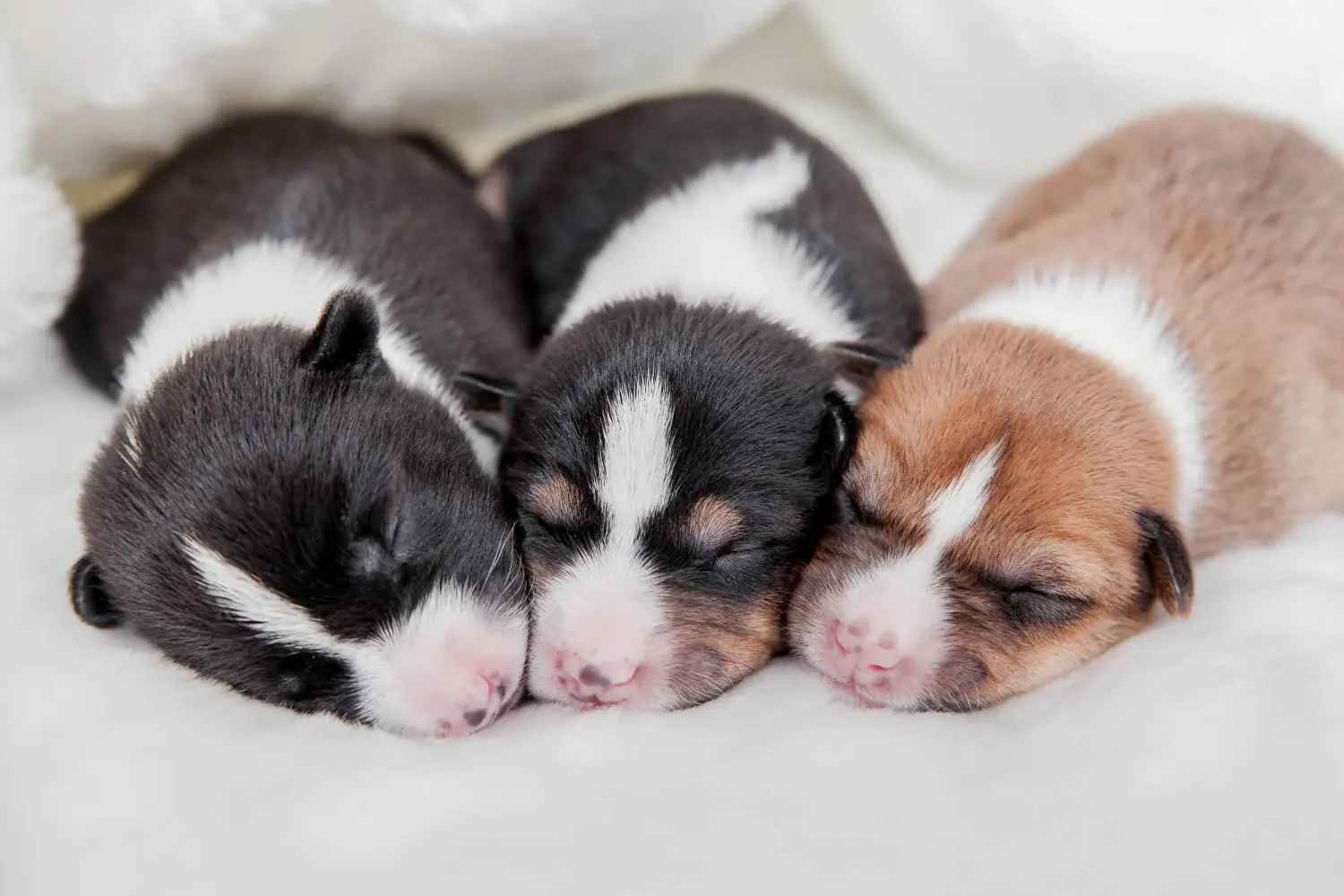 Acheter un chiot Basenji, c'est prendre ses responsabilités ! Acheter des chiots Basenji.