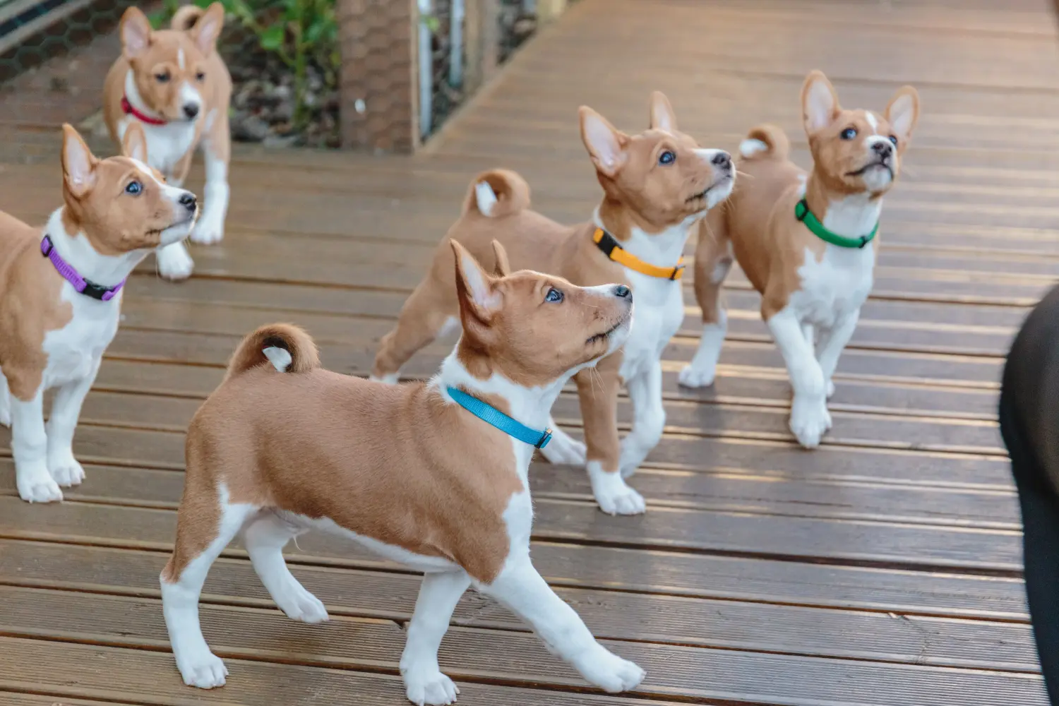 Acheter un chiot Basenji, c'est prendre ses responsabilités ! Acheter des chiots Basenji.