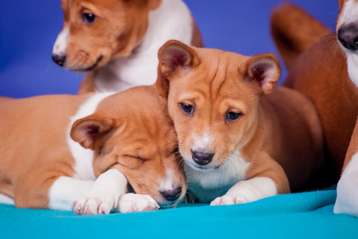 Acheter un chiot Basenji, c'est prendre ses responsabilités ! Acheter des chiots Basenji.