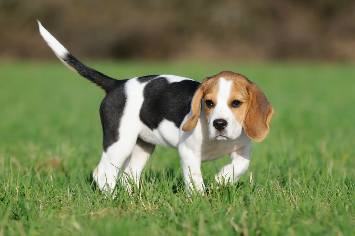 Acheter un chiot beagle, c'est prendre des responsabilités ! Acheter des chiots beagle.