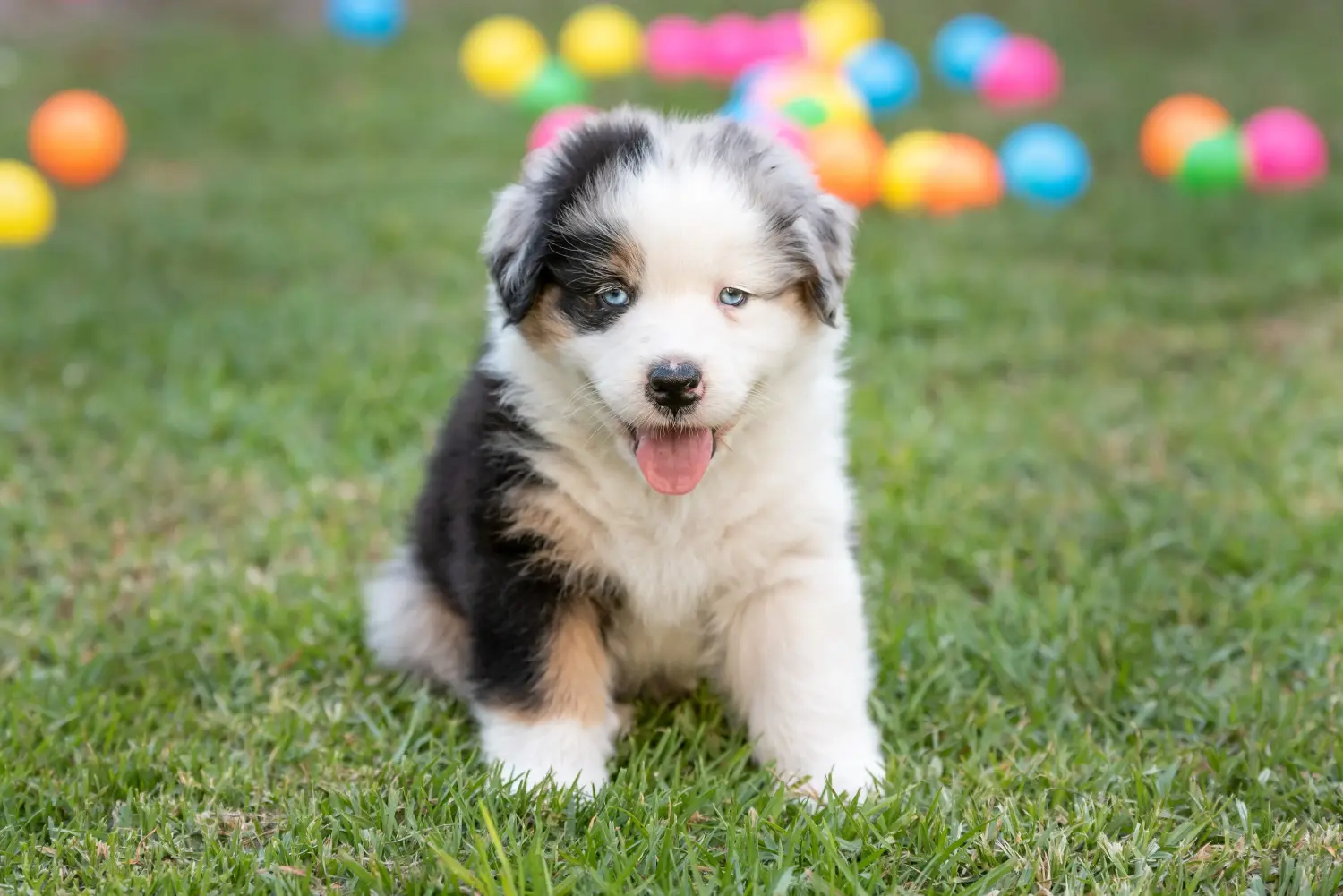 Acheter un chiot berger australien, c'est prendre ses responsabilités ! Acheter un chiot berger australien.