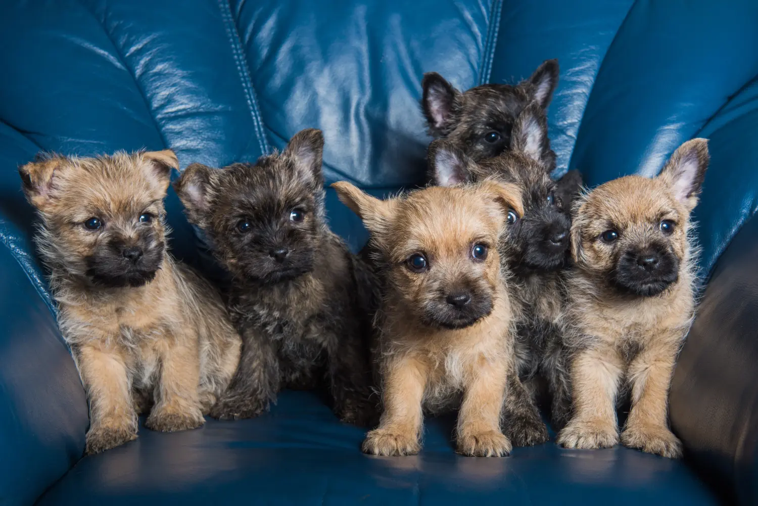 Acheter un chiot Cairn Terrier, c'est prendre ses responsabilités ! Acheter un chiot Cairn Terrier.