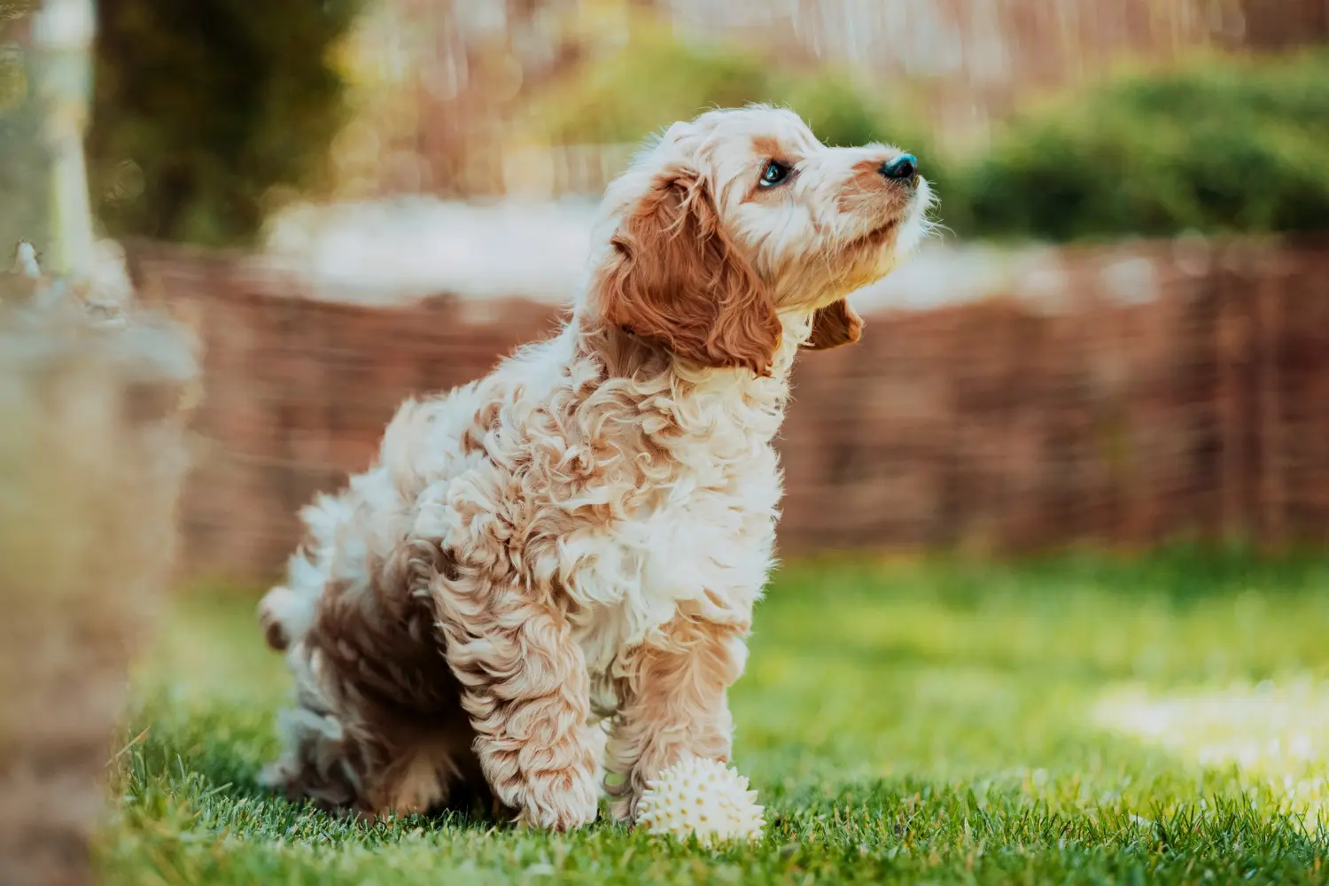 Acheter un chiot Cockapoo, c'est prendre ses responsabilités ! Acheter des chiots Cockapoo.