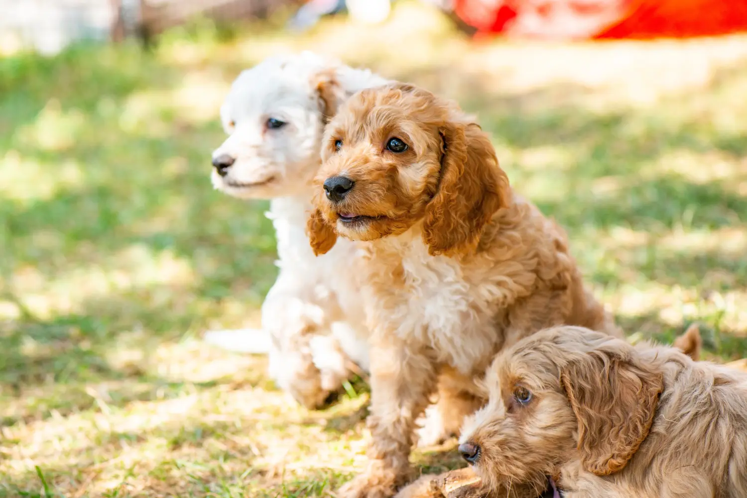 Acheter un chiot Cockapoo, c'est prendre ses responsabilités ! Acheter des chiots Cockapoo.