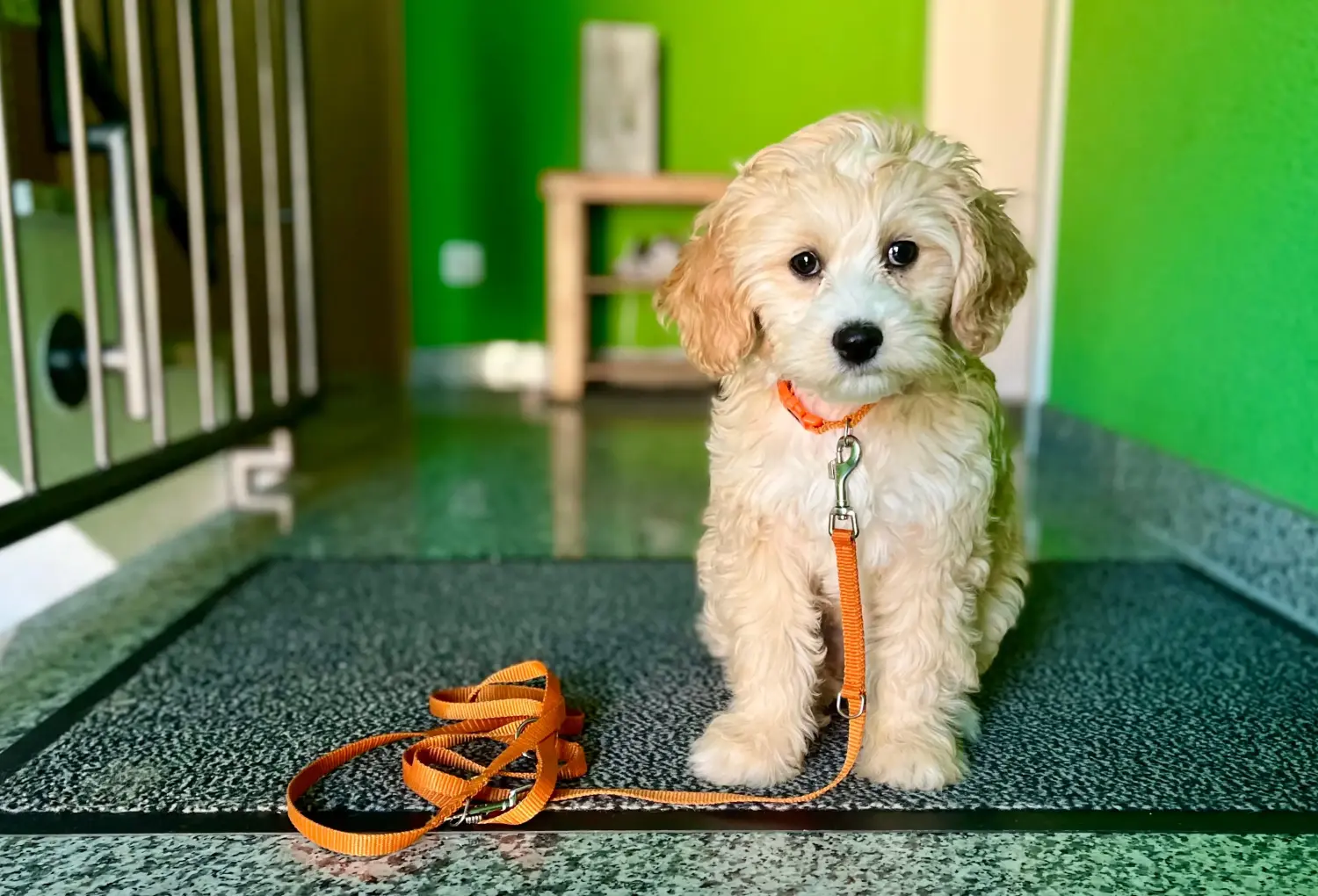 Acheter un chiot Cockapoo, c'est prendre ses responsabilités ! Acheter des chiots Cockapoo.