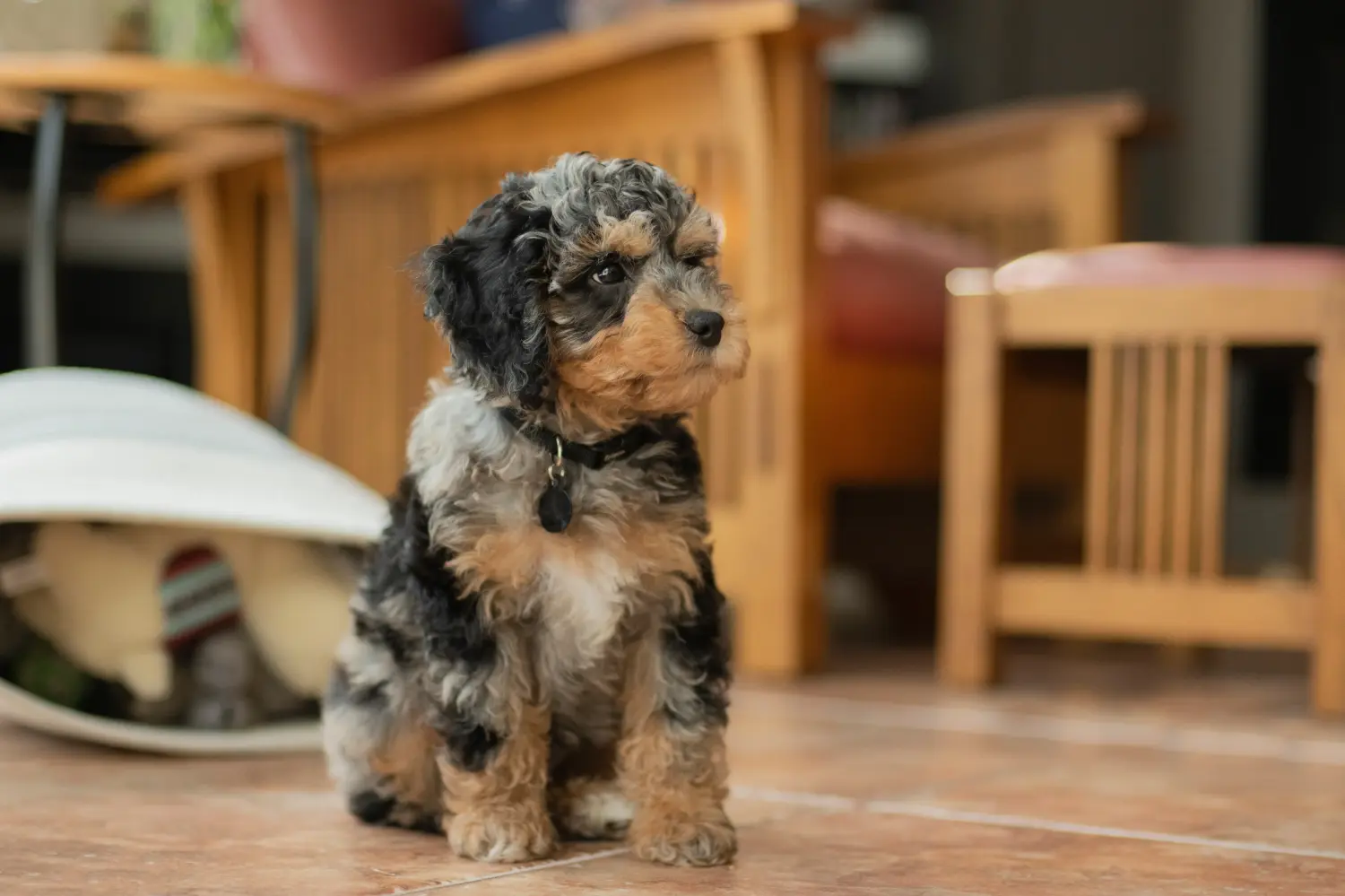 Acheter un chiot Cockapoo, c'est prendre ses responsabilités ! Acheter des chiots Cockapoo.