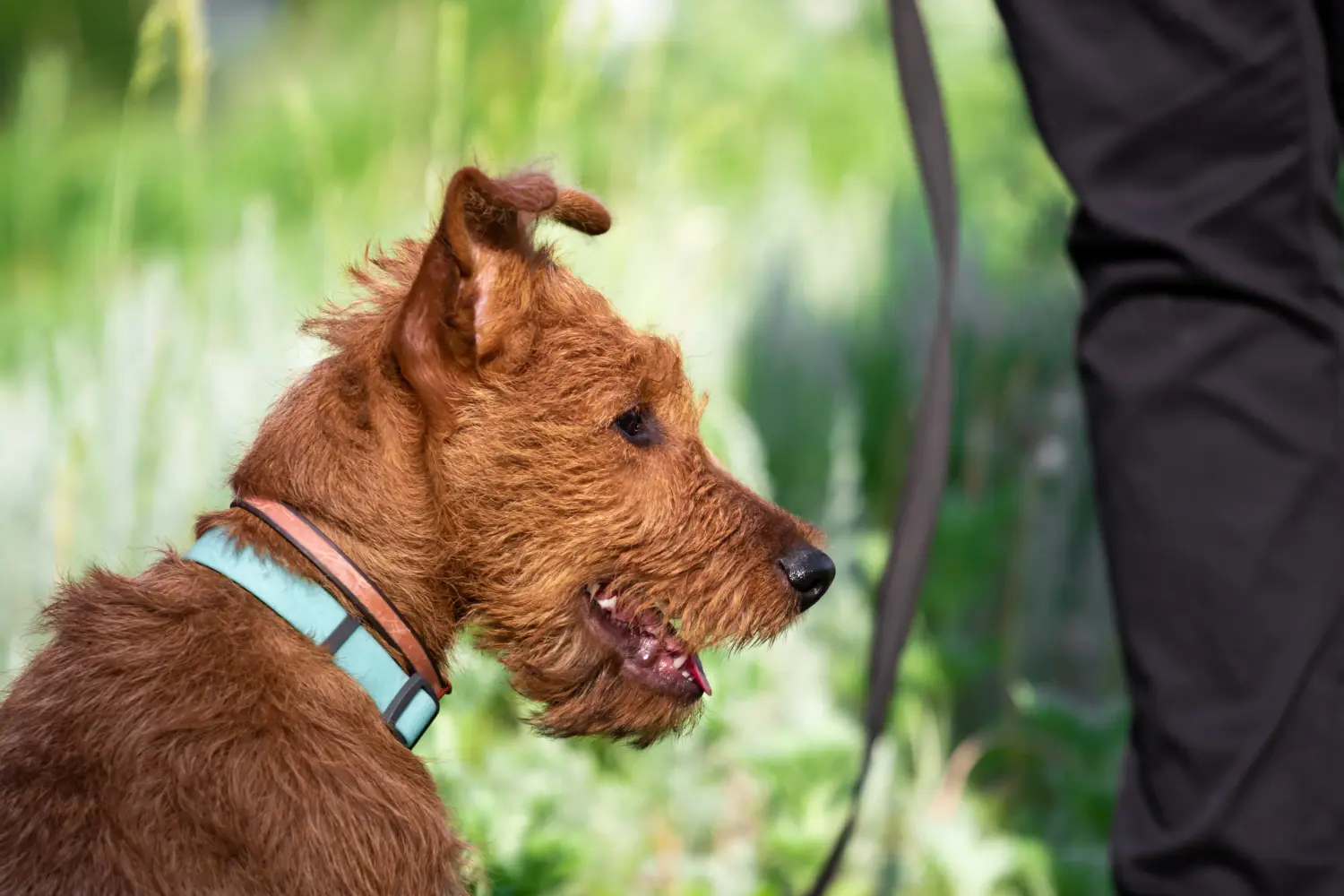 Acheter un chiot Irish Terrier, c'est prendre ses responsabilités ! Acheter des chiots Irish Terrier.