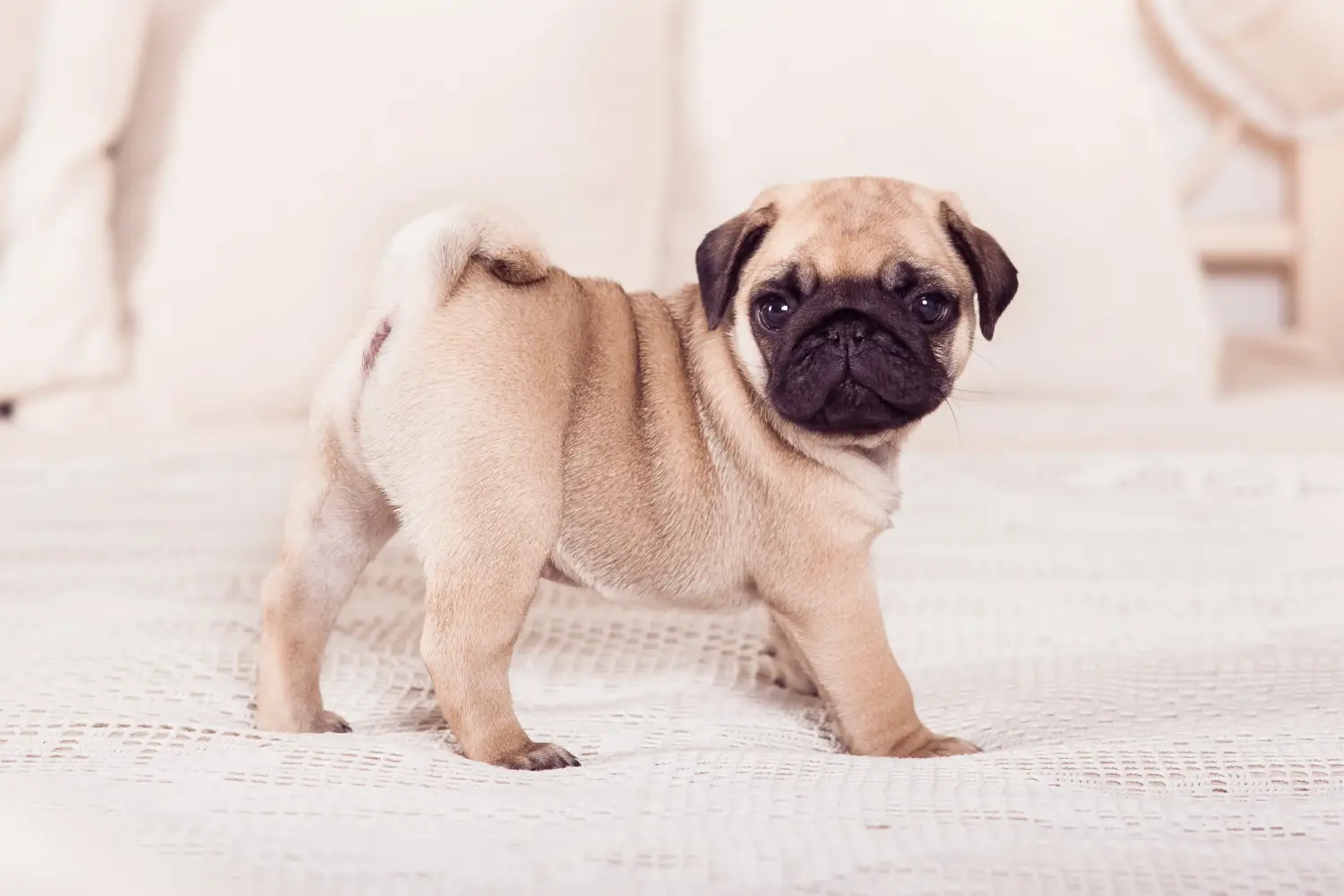 Acheter un chiot carlin, c'est prendre ses responsabilités ! Acheter des chiots de race Mops.