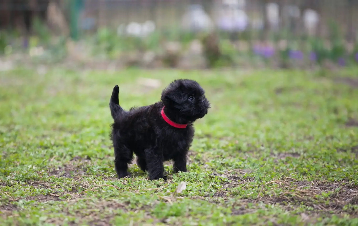 Acheter un chiot Affenpinscher, c'est prendre ses responsabilités ! Acheter des chiots Pinscher.
