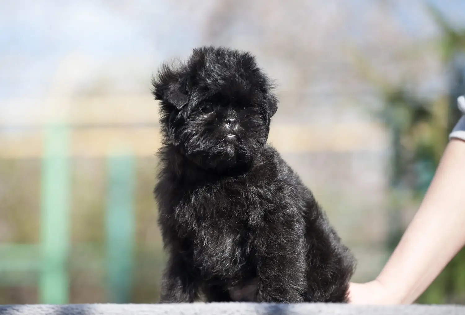 Acheter un chiot Affenpinscher, c'est prendre ses responsabilités ! Acheter des chiots Pinscher.
