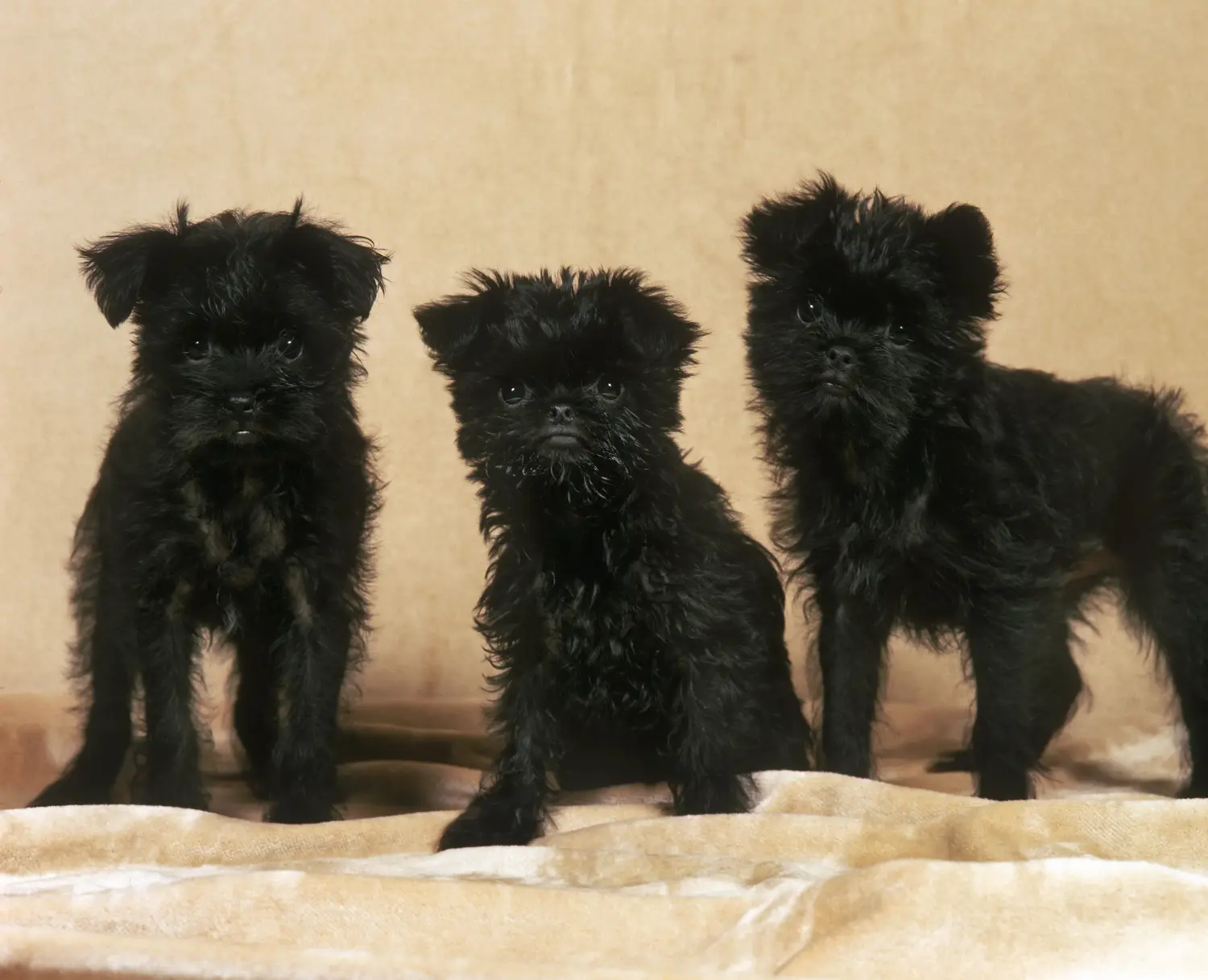 Acheter un chiot Affenpinscher, c'est prendre ses responsabilités ! Acheter des chiots Pinscher.