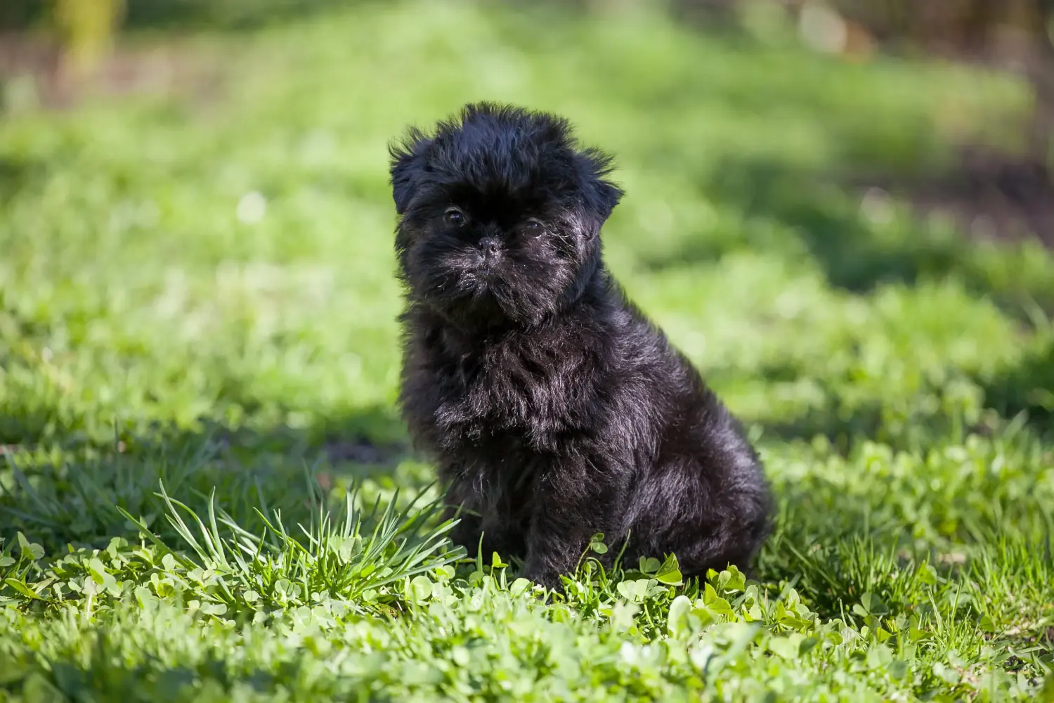 Acheter un chiot Affenpinscher, c'est prendre ses responsabilités ! Acheter des chiots Pinscher.
