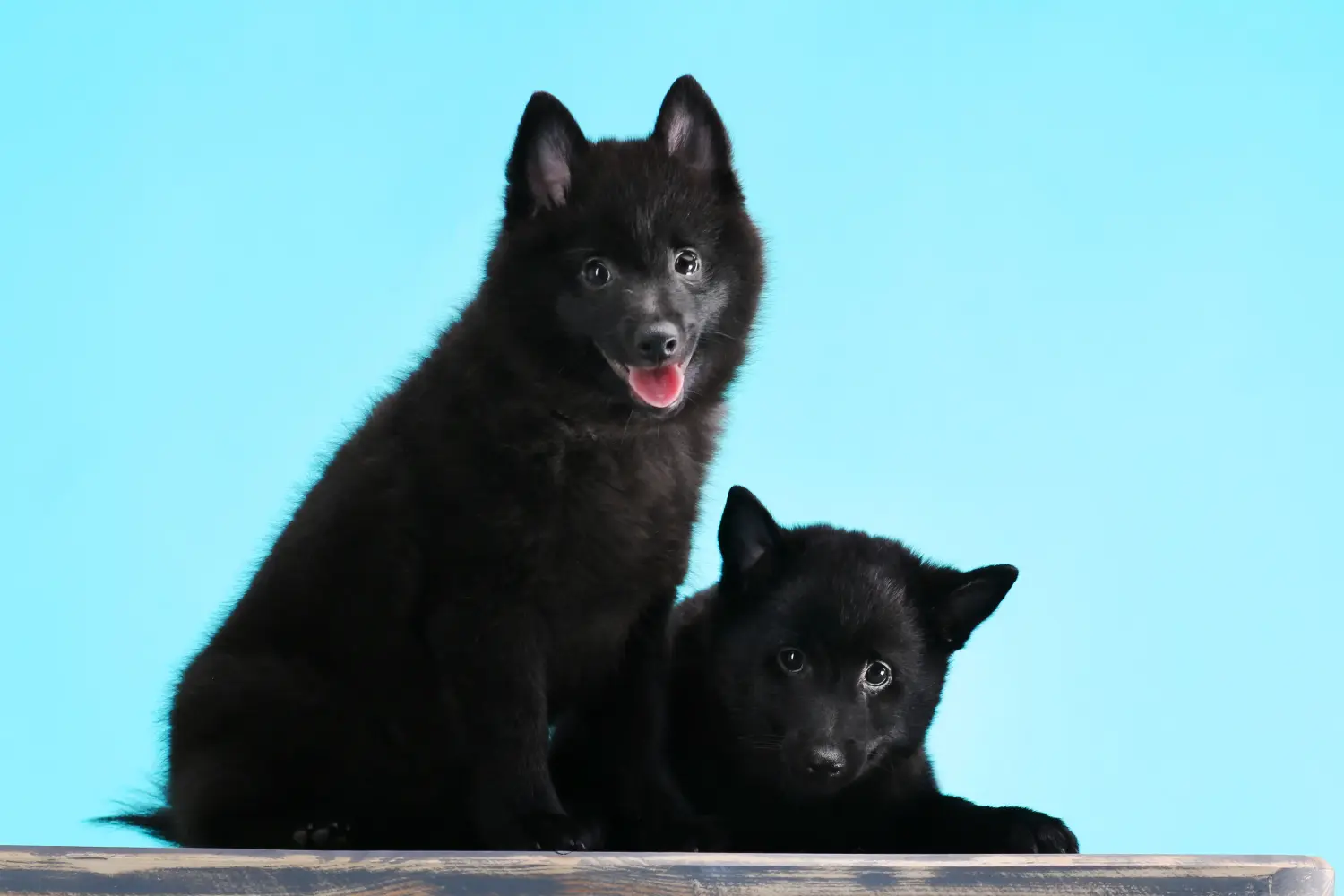 Acheter un chiot Schipperke, c'est prendre ses responsabilités ! Acheter des chiots Schipperke.