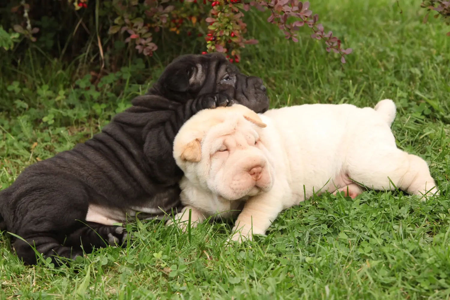 Acheter un chiot Shar Pei, c'est prendre ses responsabilités ! Acheter des chiots Shar Pei.