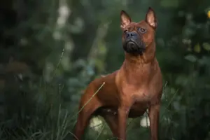 Lire la suite à propos de l’article Éleveurs de chiens chinois de Chongqing