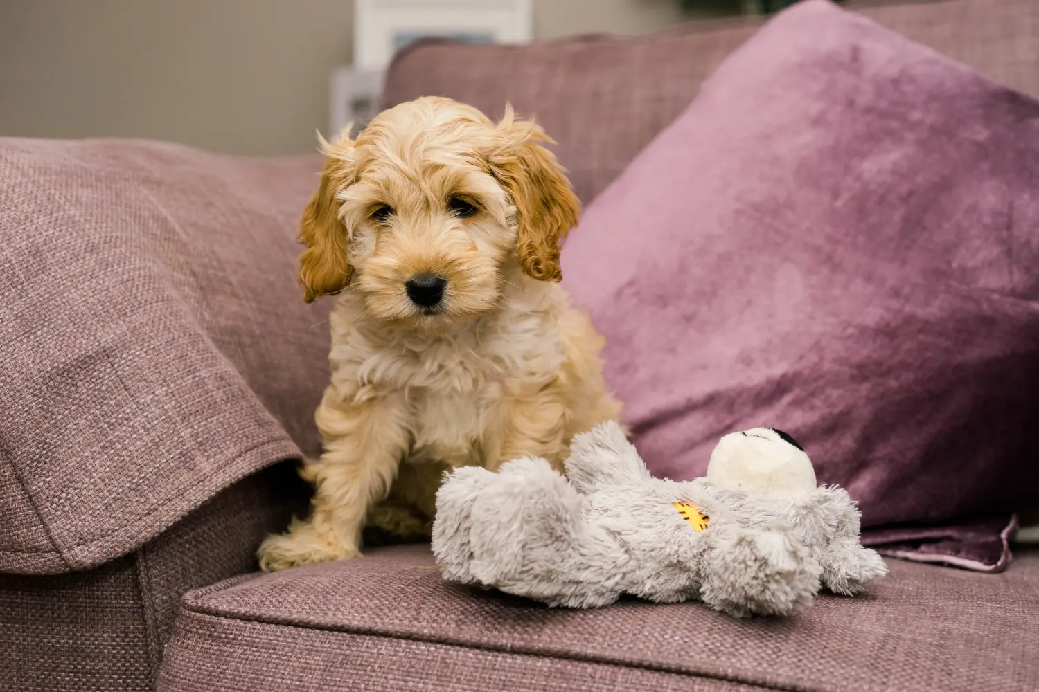 Acheter un chiot Cockapoo, c'est prendre ses responsabilités ! Acheter des chiots Cockapoo.