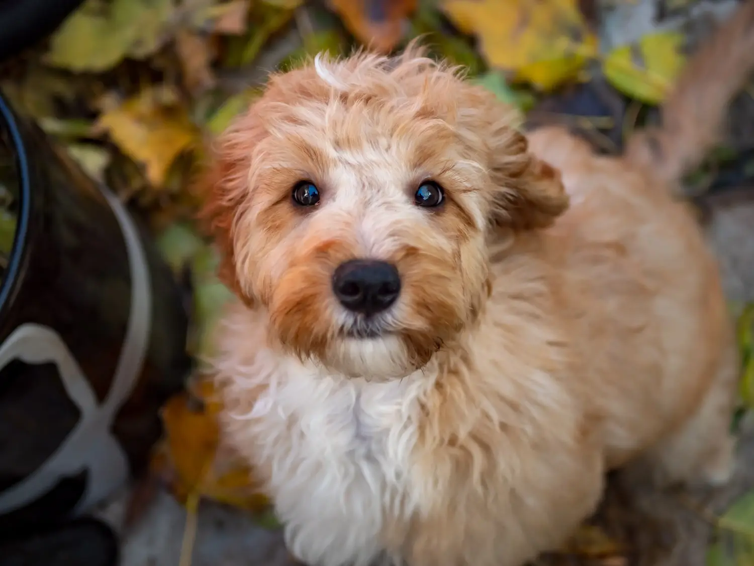 Acheter un chiot Cockapoo, c'est prendre ses responsabilités ! Acheter des chiots Cockapoo.