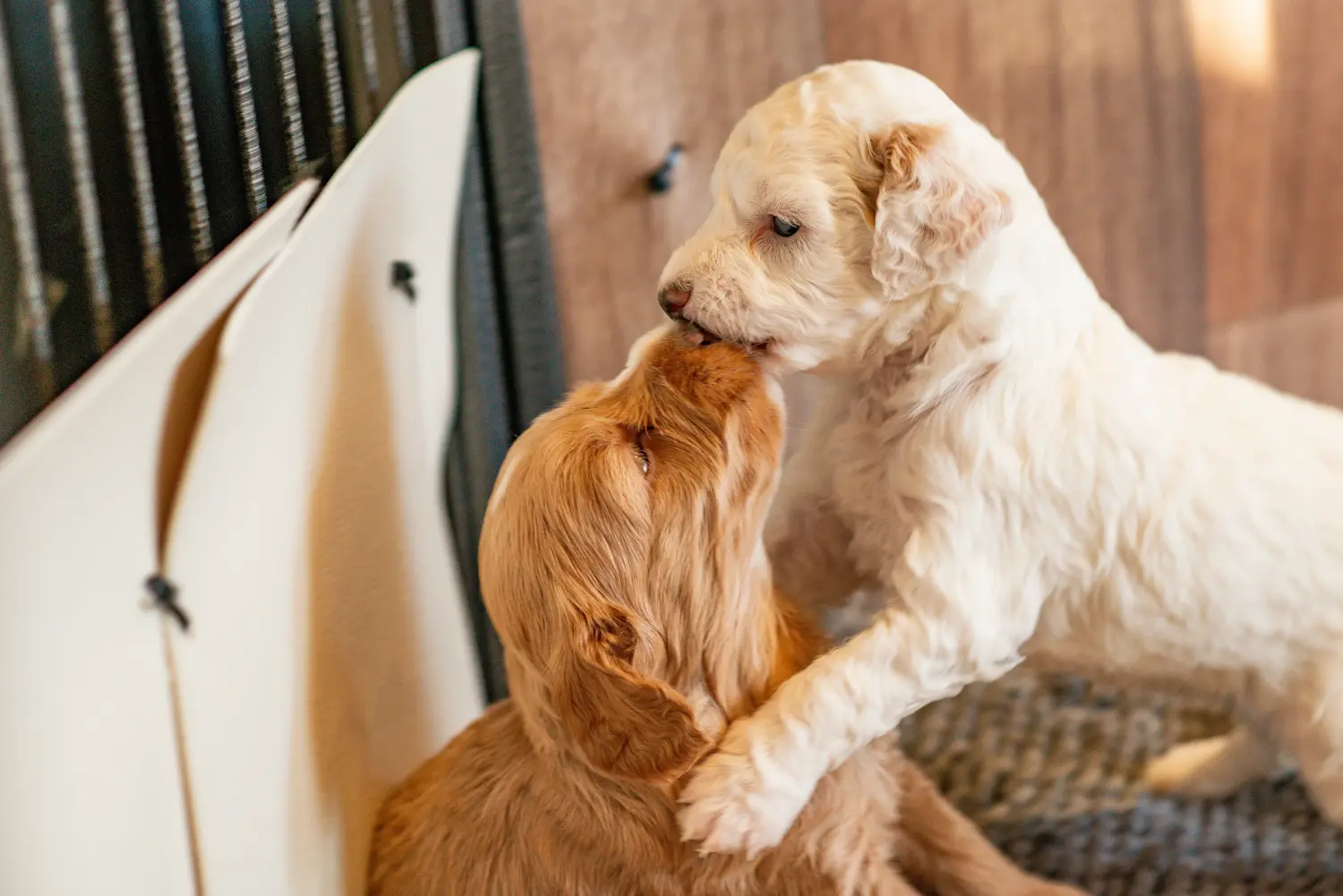 Acheter un chiot Cockapoo, c'est prendre ses responsabilités ! Acheter des chiots Cockapoo.