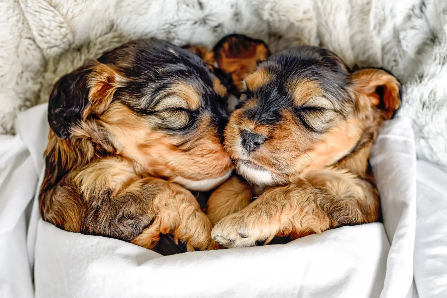 Acheter un chiot Cockapoo, c'est prendre ses responsabilités ! Acheter des chiots Cockapoo.