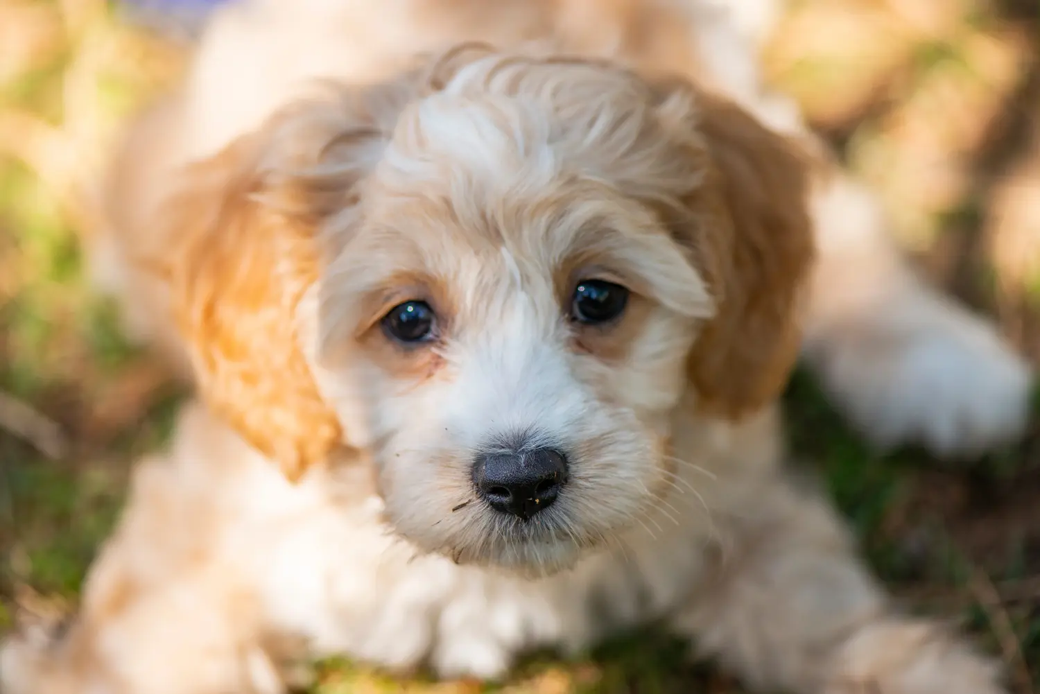 Acheter un chiot Cockapoo, c'est prendre ses responsabilités ! Acheter des chiots Cockapoo.