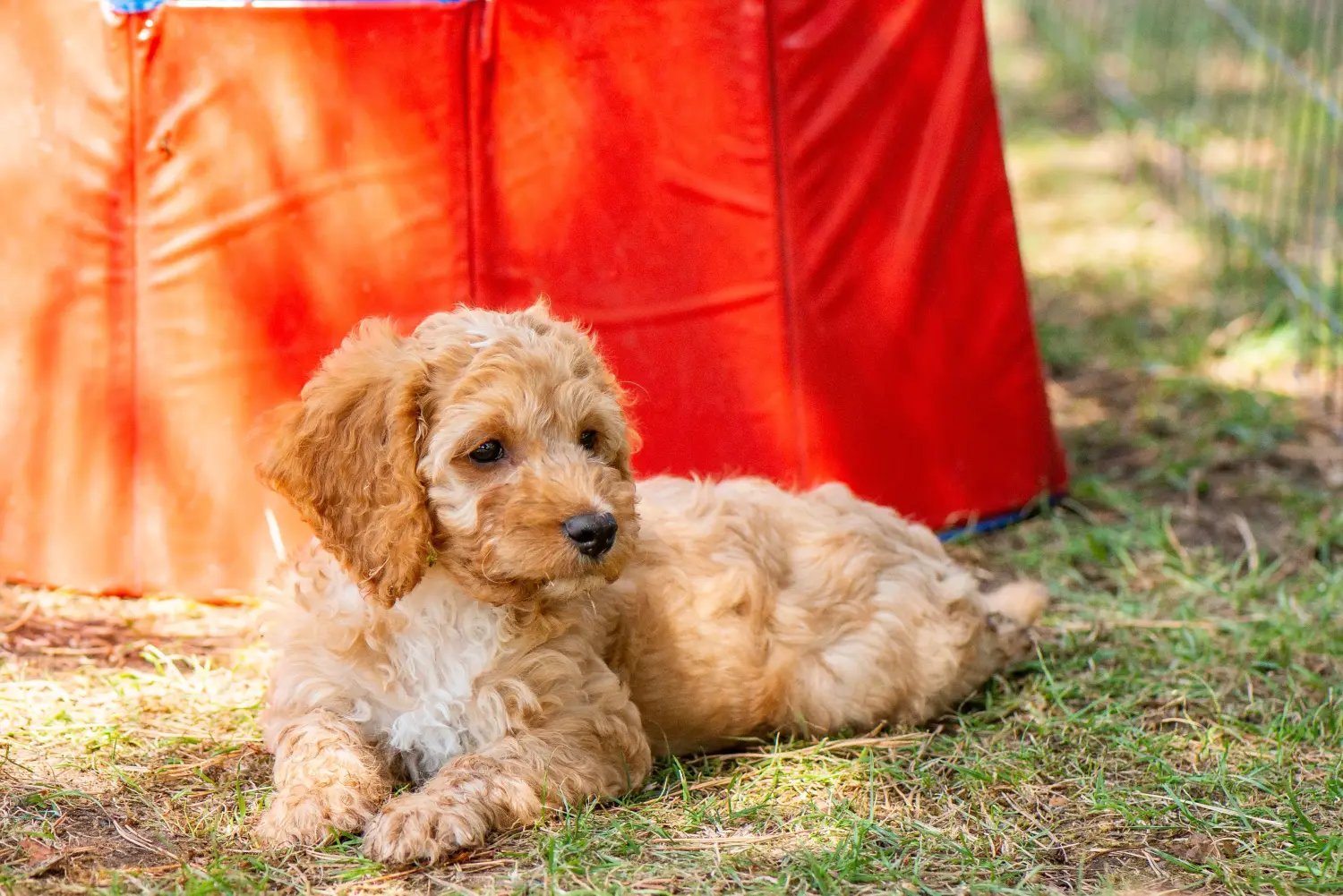 Acheter un chiot Cockapoo, c'est prendre ses responsabilités ! Acheter des chiots Cockapoo.