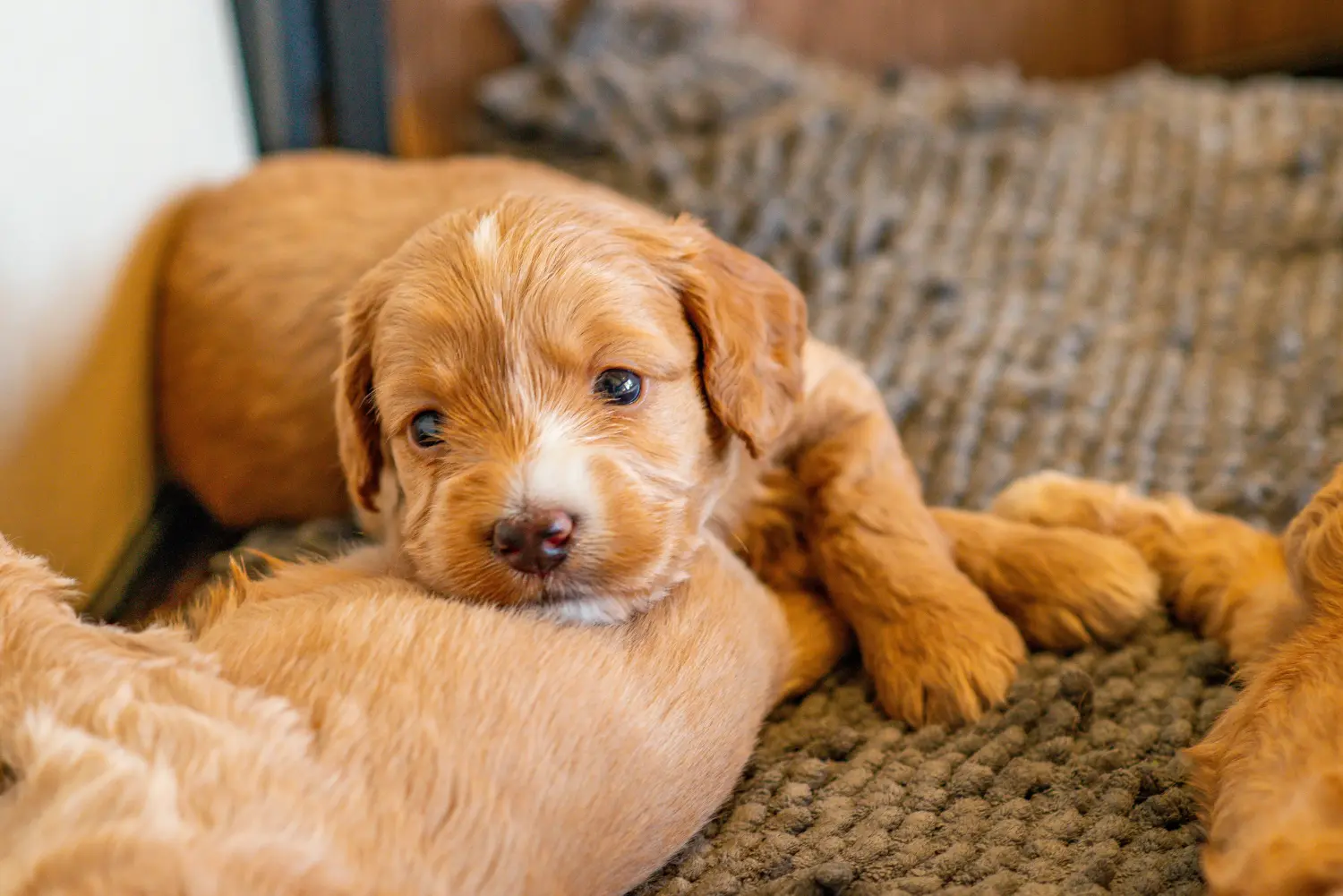 Acheter un chiot Cockapoo, c'est prendre ses responsabilités ! Acheter des chiots Cockapoo.