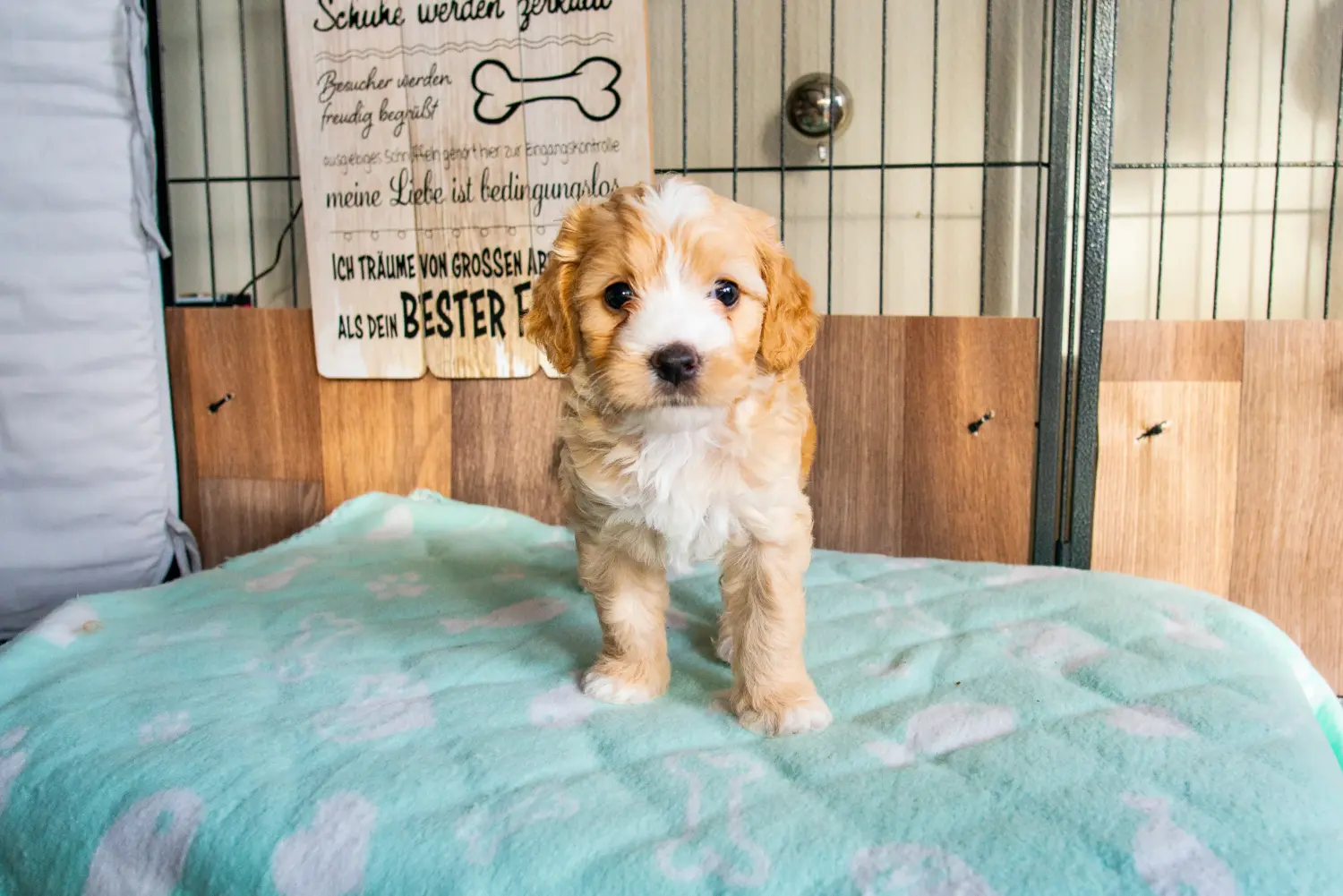 Acheter un chiot Cockapoo, c'est prendre ses responsabilités ! Acheter des chiots Cockapoo.