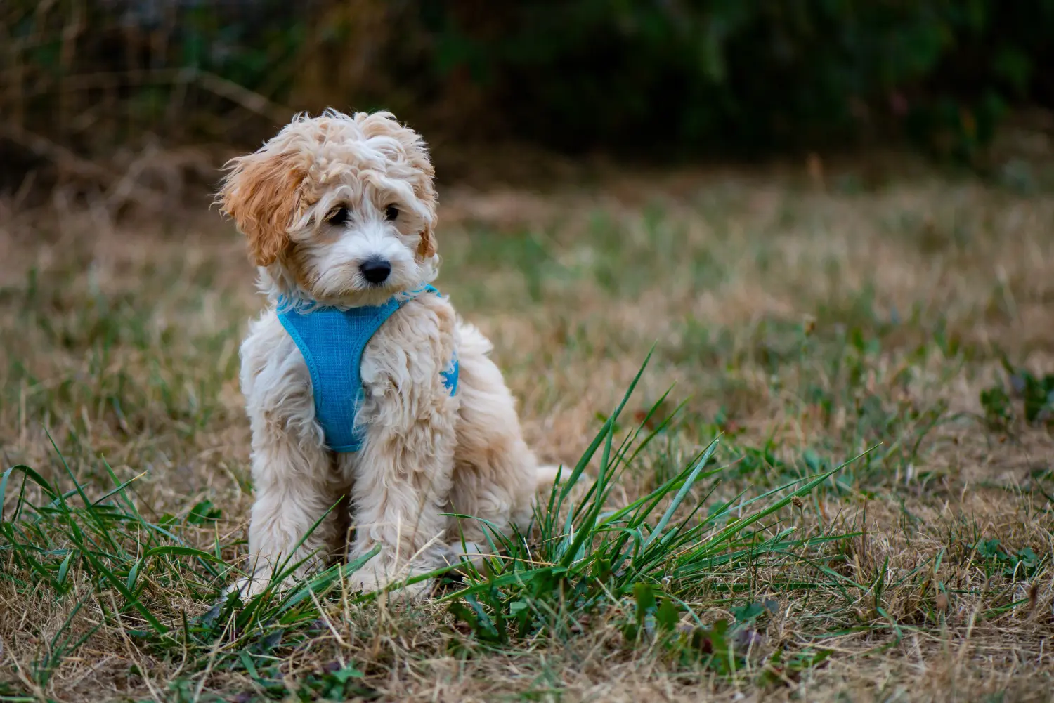Acheter un chiot Cockapoo, c'est prendre ses responsabilités ! Acheter des chiots Cockapoo.