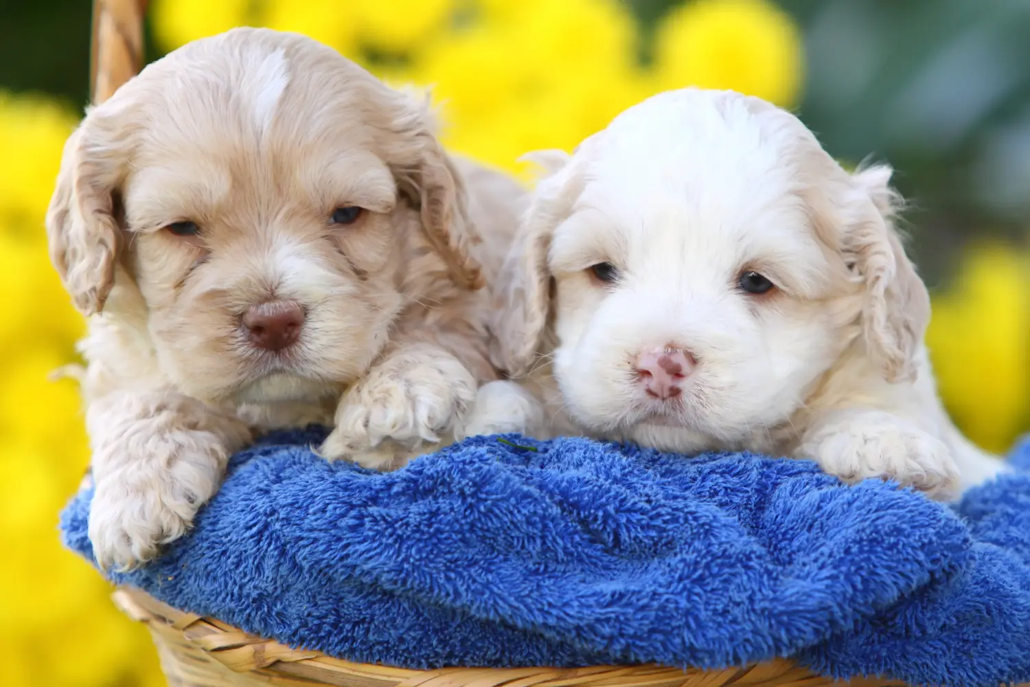 Acheter un chiot Cockapoo, c'est prendre ses responsabilités ! Acheter des chiots Cockapoo.