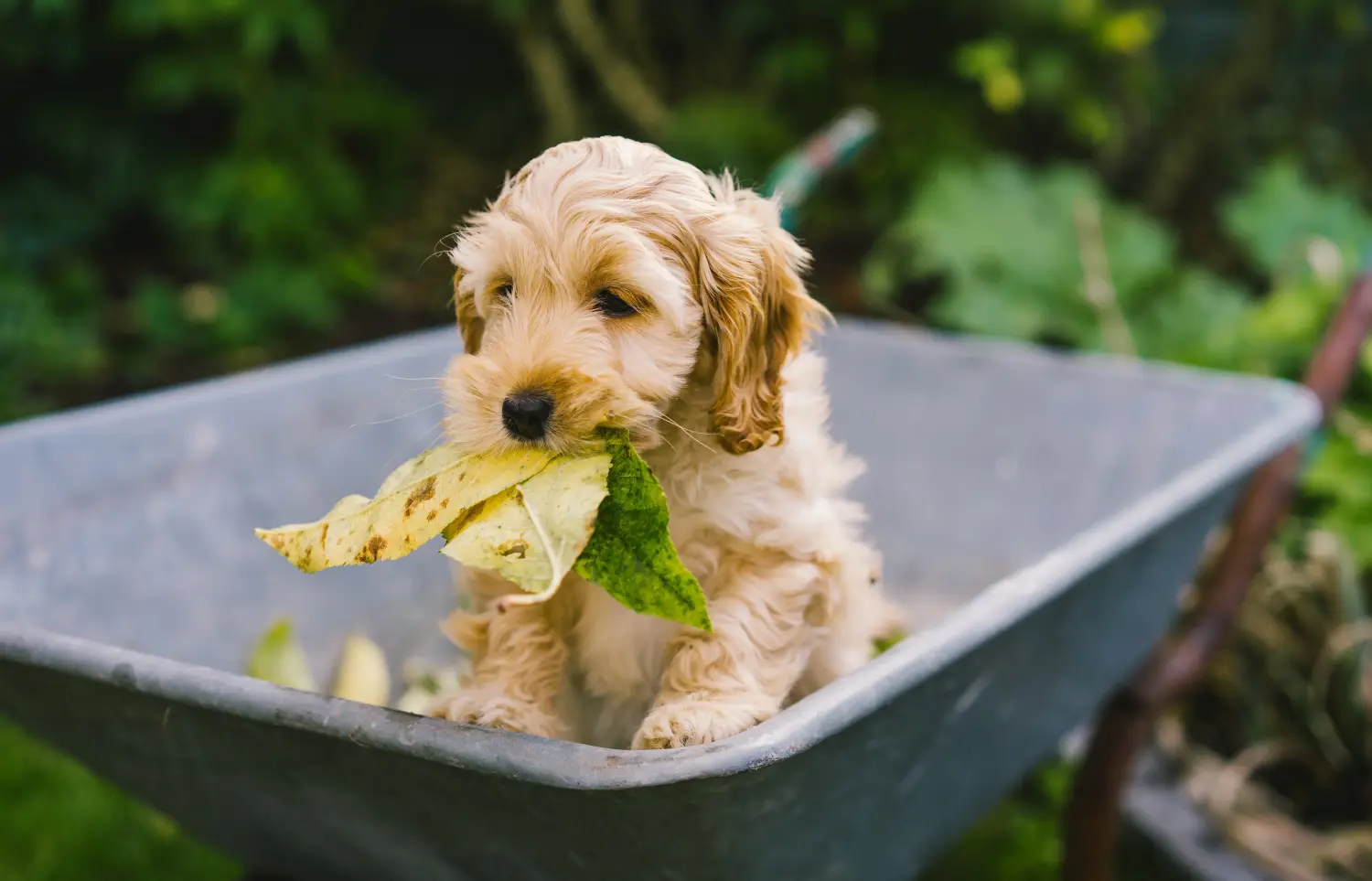 Acheter un chiot Cockapoo, c'est prendre ses responsabilités ! Acheter des chiots Cockapoo.