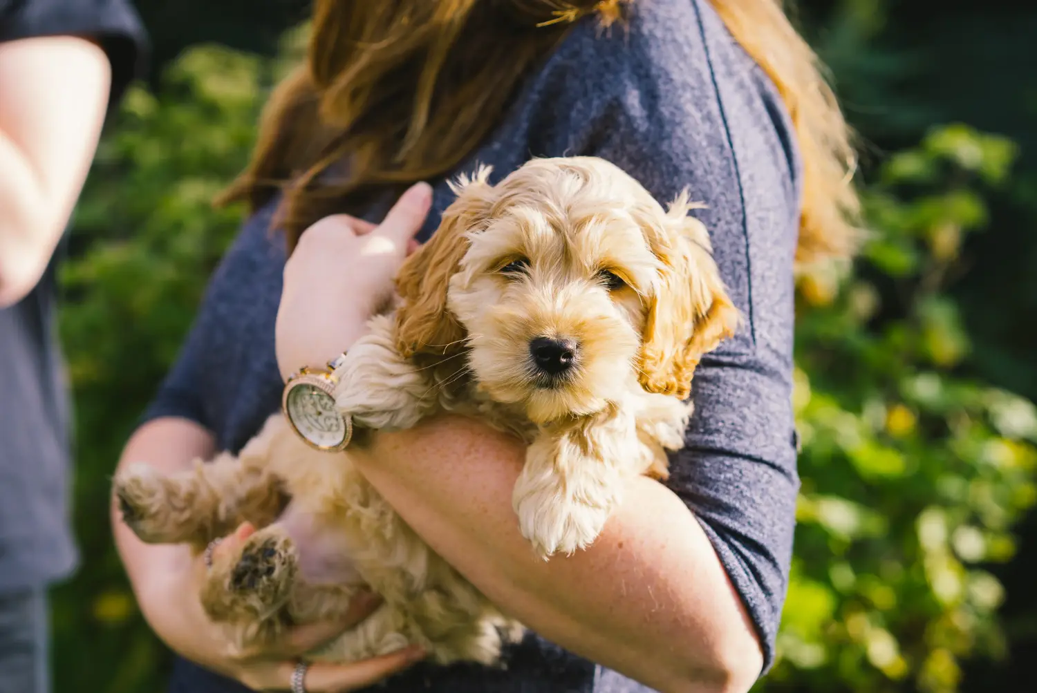Acheter un chiot Cockapoo, c'est prendre ses responsabilités ! Acheter des chiots Cockapoo.