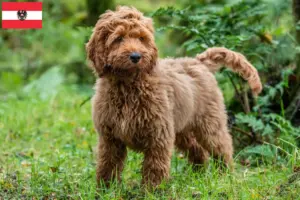 Lire la suite à propos de l’article Éleveurs de Cockapoo et chiots en Autriche