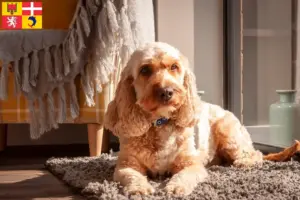 Lire la suite à propos de l’article Éleveurs de Cockapoo et chiots en Auvergne-Rhône-Alpes