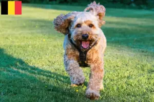Lire la suite à propos de l’article Éleveurs de Cockapoo et chiots en Belgique