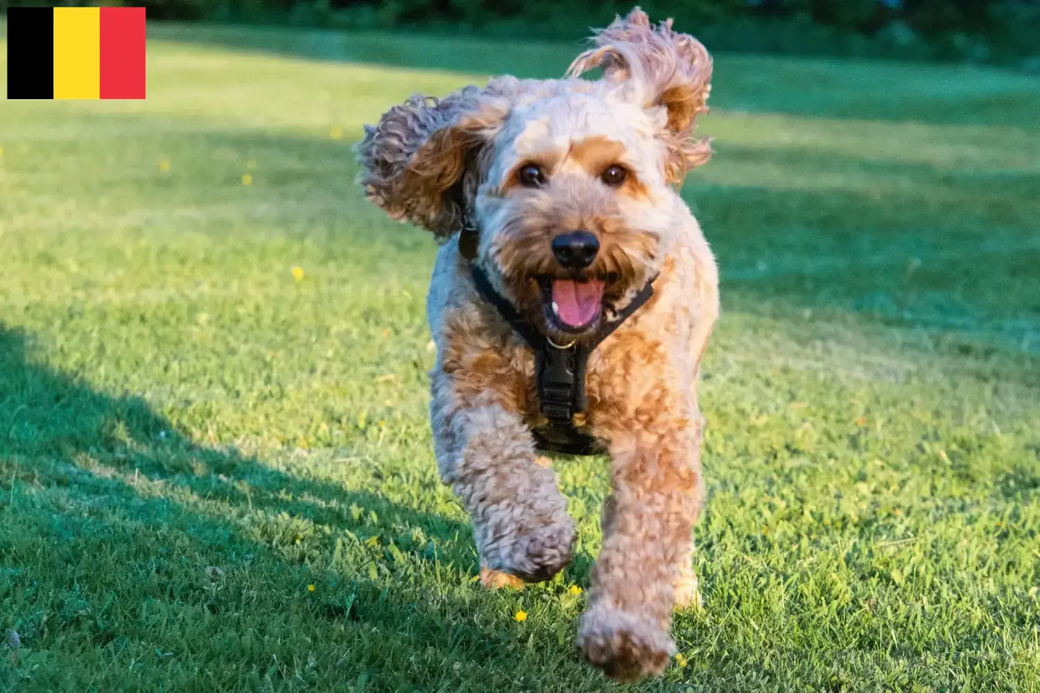 Cockapoo chiots et éleveurs Belgique Ici tu trouves des éleveurs de cockapoos en Belgique.