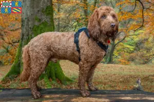 Lire la suite à propos de l’article Éleveurs de Cockapoo et chiots en Bourgogne-Franche-Comté