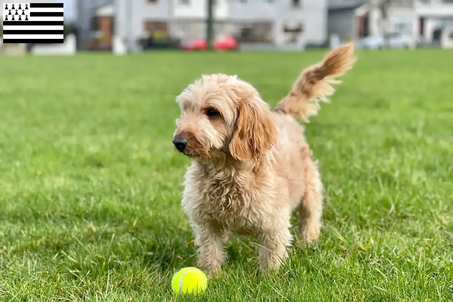 Cockapoo chiots et éleveurs Bretagne Ici vous trouverez des éleveurs de cockapoos en Bretagne .